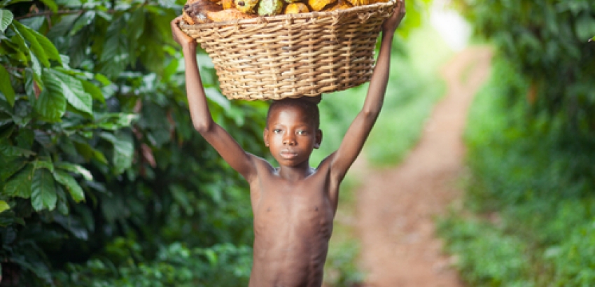 Culegator boabe de cacao din Ghana