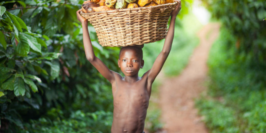 Culegator boabe de cacao din Ghana