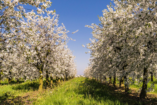 AFIR primeşte cereri de finanţare a investiţiilor în procesarea și marketingul produselor agricole pomi