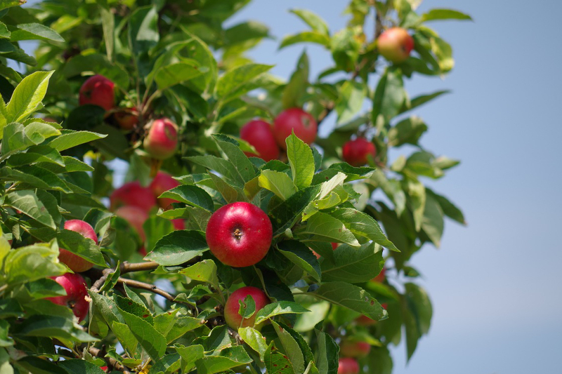 pom fructifer