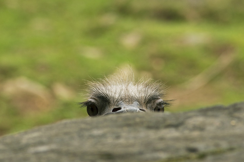 „Ograda cu struţi”, afacere cu profit de 100.000 de euro anual, pornită la Sebeş cu banii din nuntă ostrich-571457_1280
