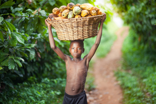 Culegator boabe de cacao din Ghana